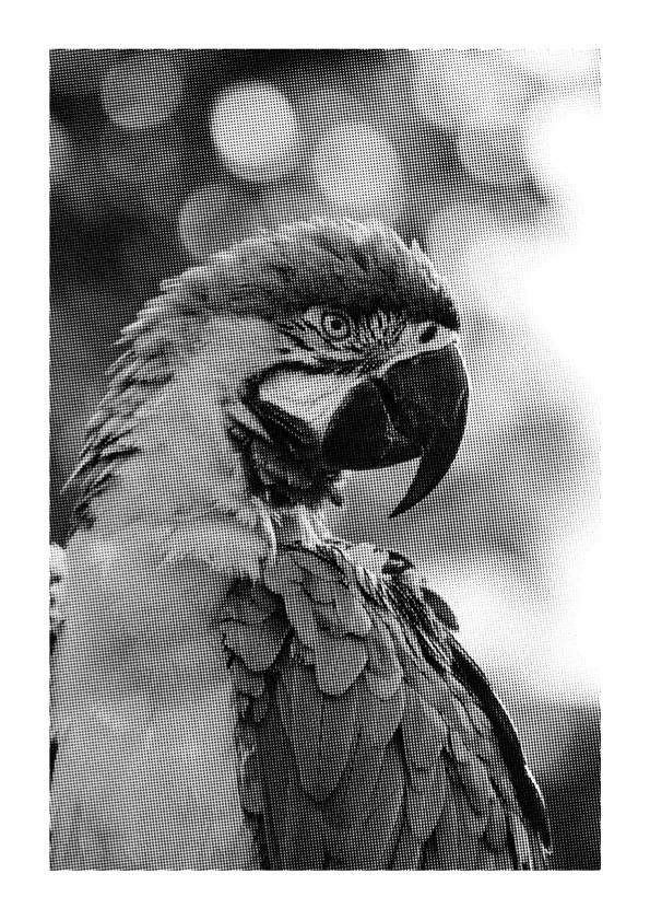 300dpi.grayscale.grayscale.ink-1-black copy.jpg