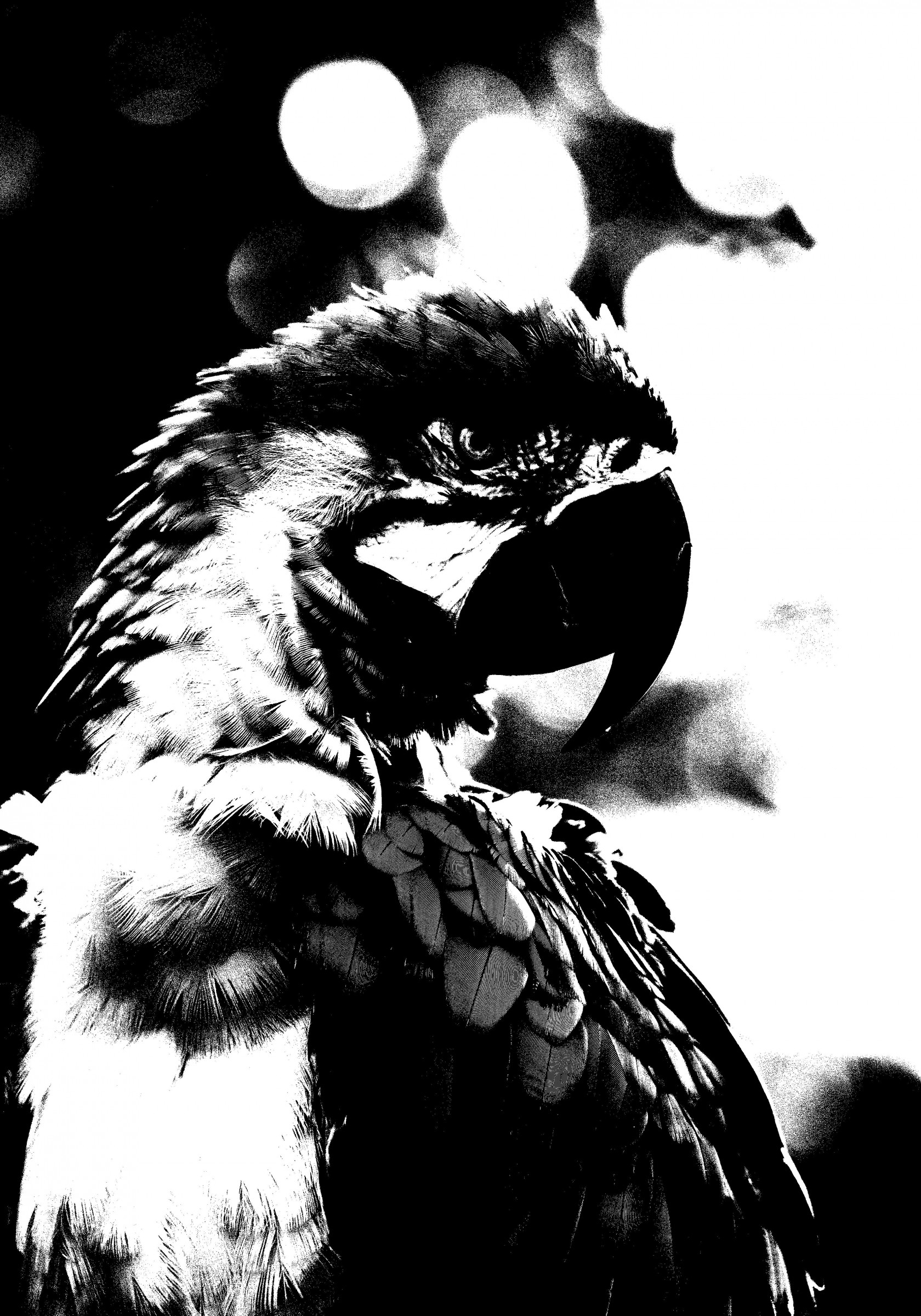 papagaai A3 grijs treshhold.jpg